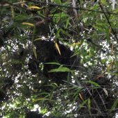  Gorilla High Up In the Bamboo, Peeing Down on Kathy (Rwanda)